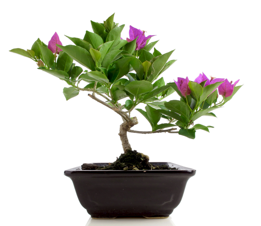 Bougainvillea Bonsai