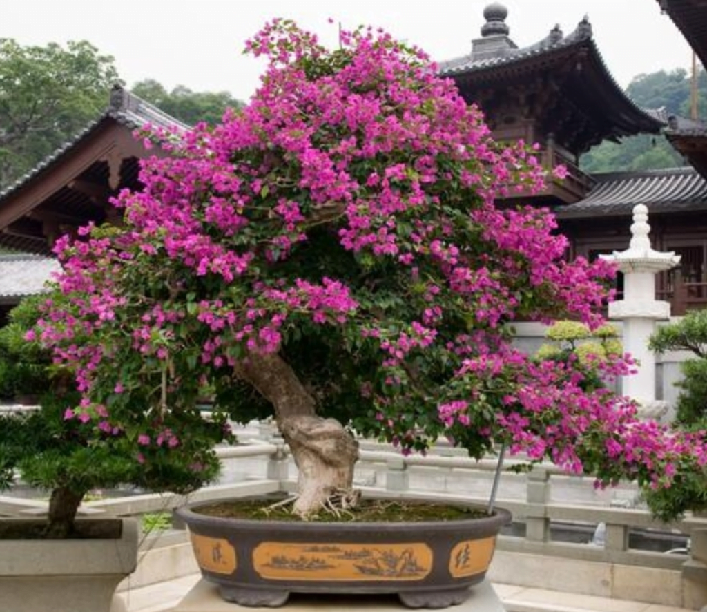 Bougainvillea Spectabilis Bonsai