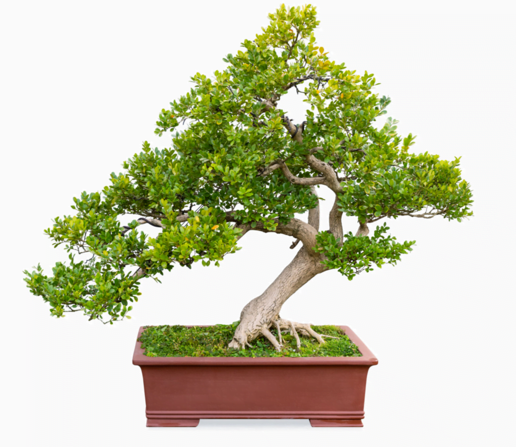 Boxwood Bonsai