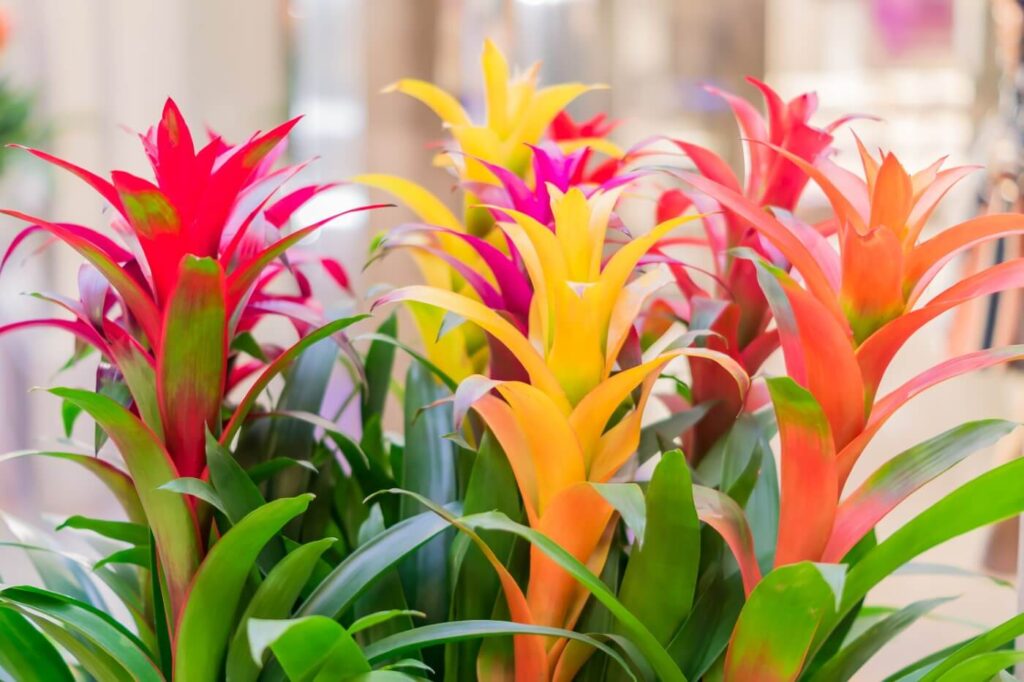 Best 15+ Indoor Flowering Plants that Do Not need Sunlight