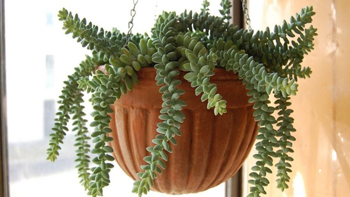 Burro’s Tail Succulent Plants