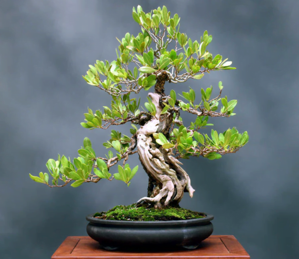 Buttonwood Bonsai