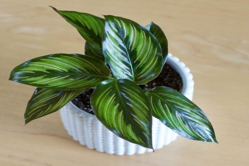 Calathea indoor plant