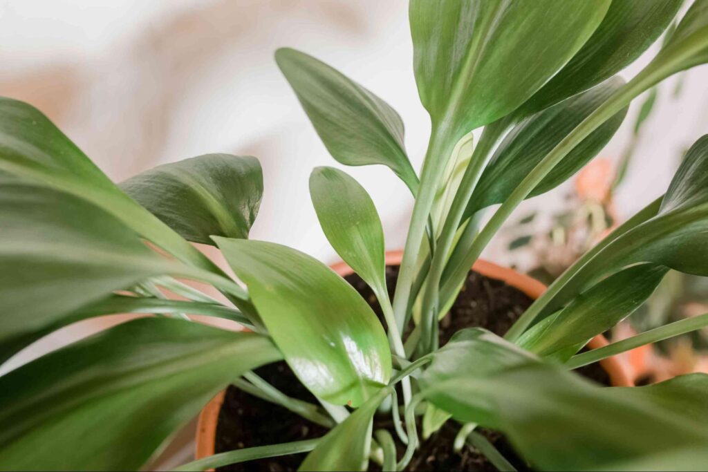 20+ Best Low-Maintenance Indoor Plants