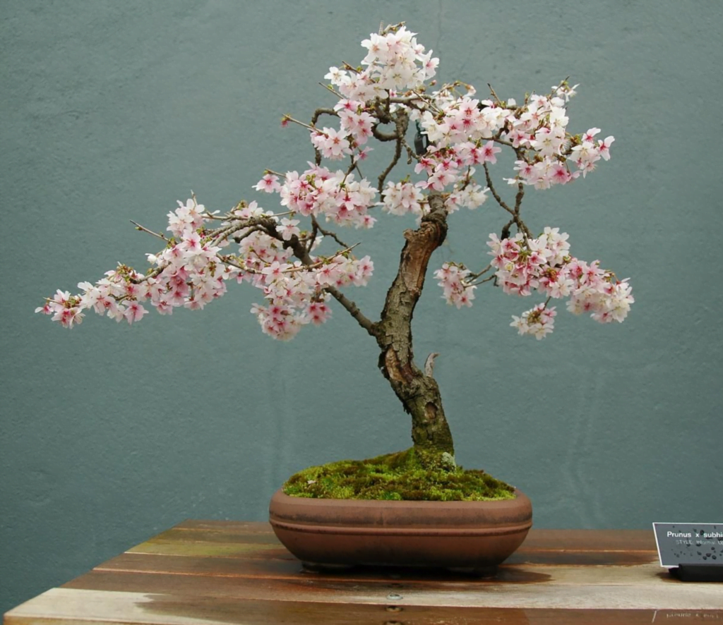 Cherry Blossom Bonsai