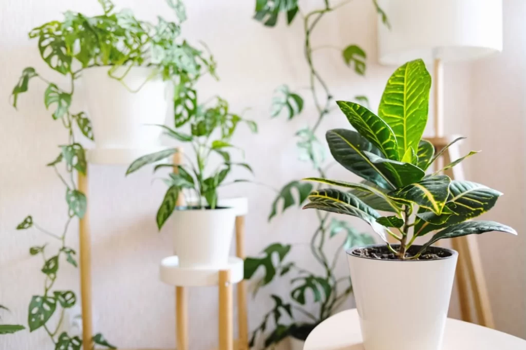 30+ Best Living Room Indoor Plants to Dress Up Your Space