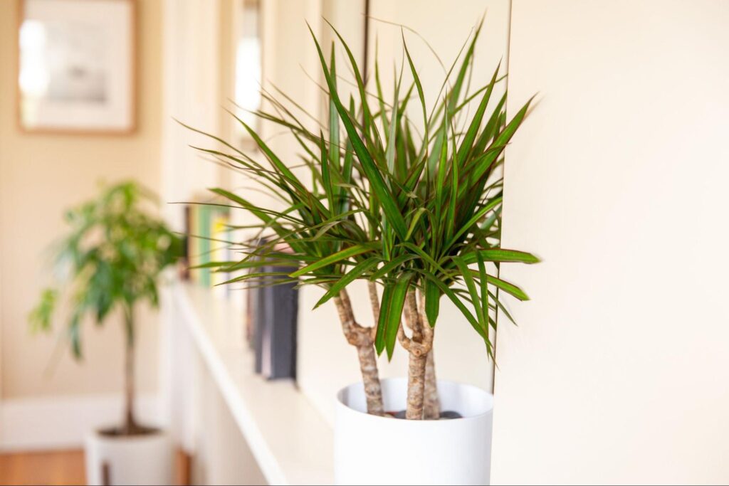 20+ Best Indoor Plants for Bedroom that Help you to Give the Best Sleep Ever