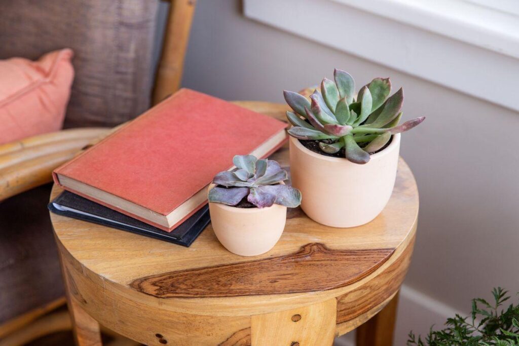 10 Cute Indoor Plants for Room and Office