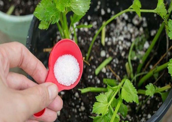 Fertilizer for Indoor Plants: How and When to Fertilize Houseplants
