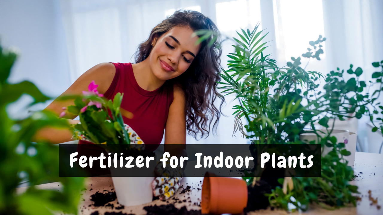 Fertilizer for Indoor Plants