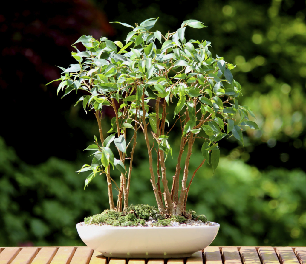 Ficus Benjamina Bonsai