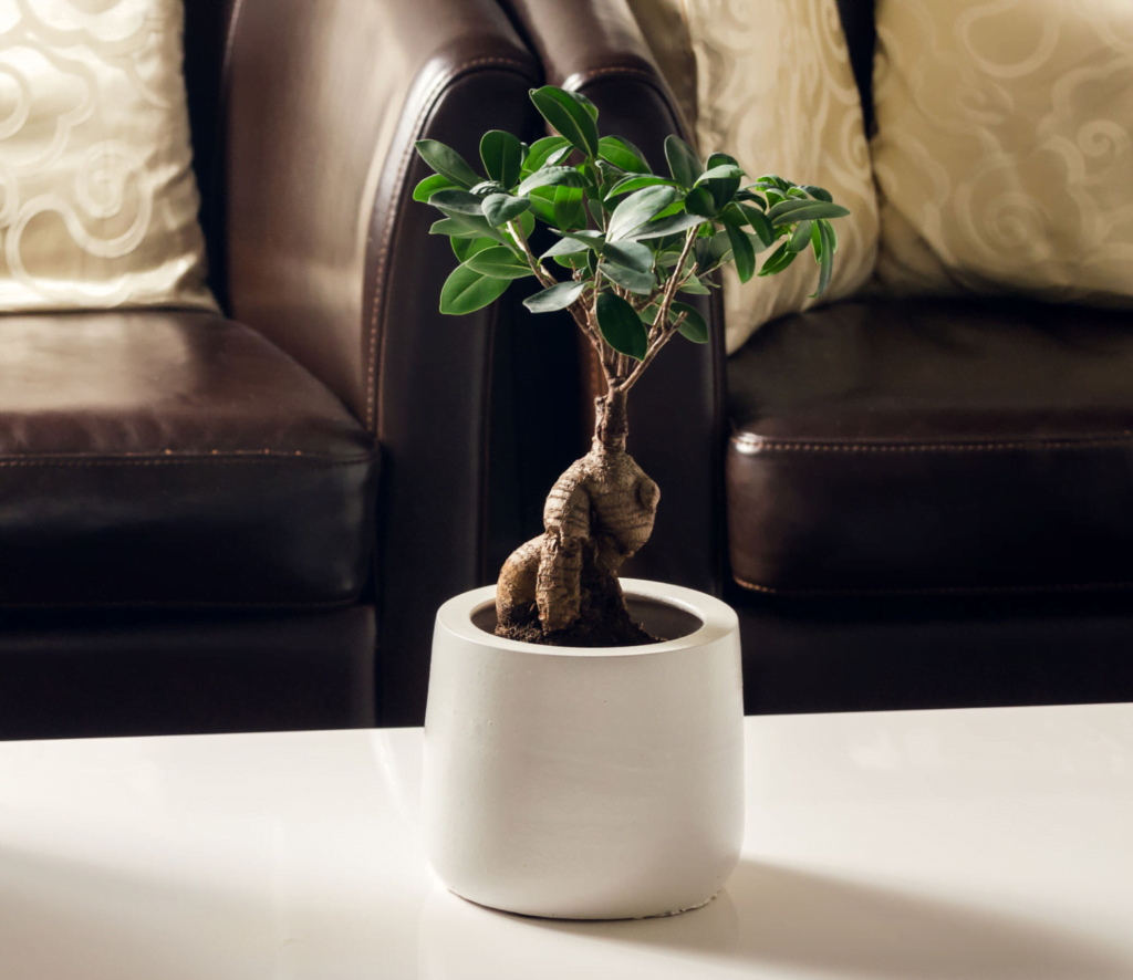 Ficus Ginseng Bonsai