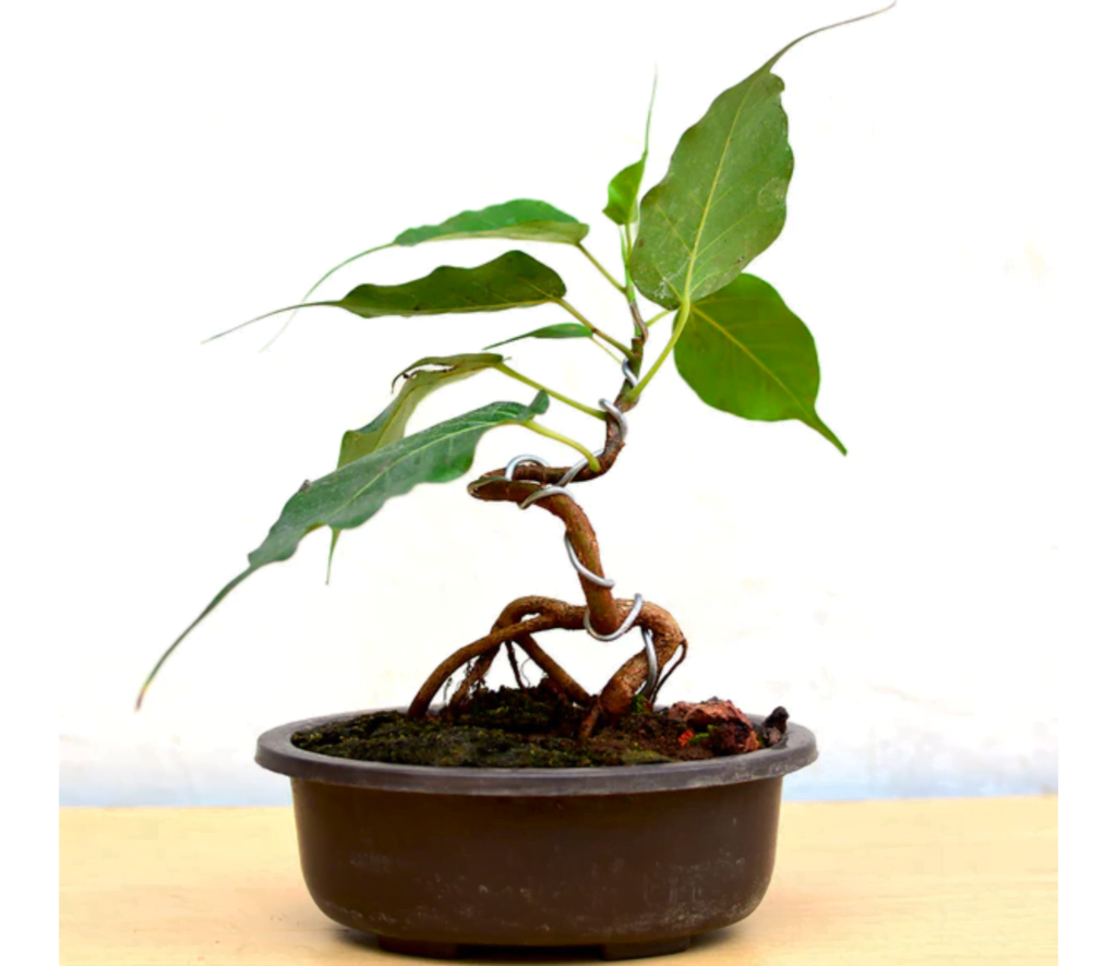 Ficus Religiosa Bonsai