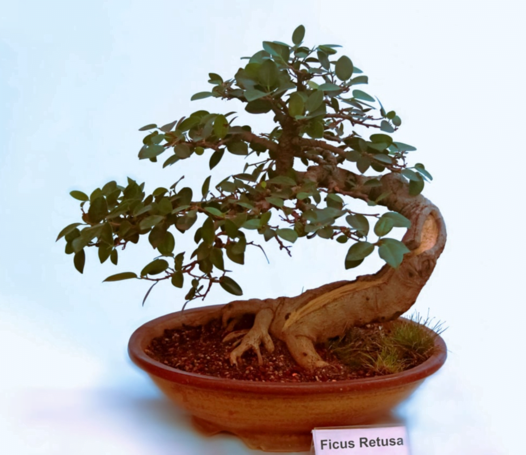 Ficus Retusa Bonsai