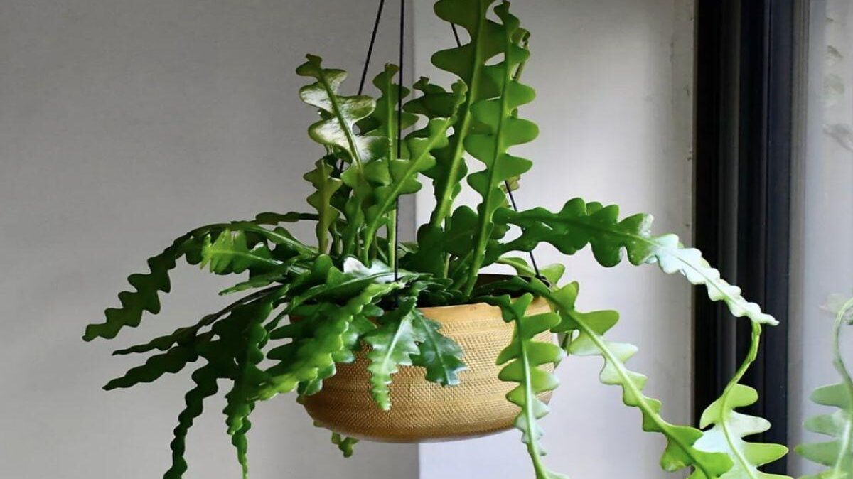 30+ Best Indoor Hanging Plants