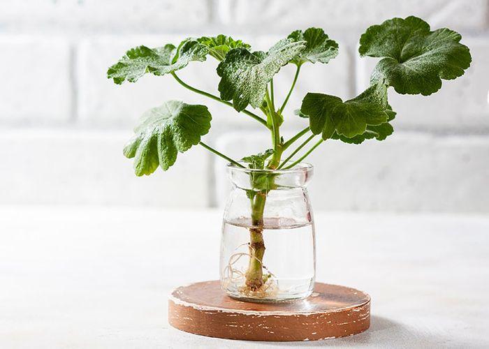 35+ Amazing Indoor Water Plants
