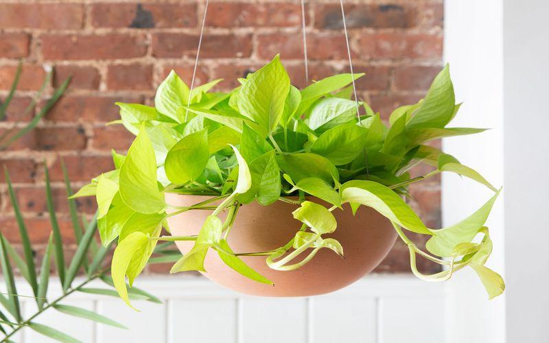 Golden pothos plant