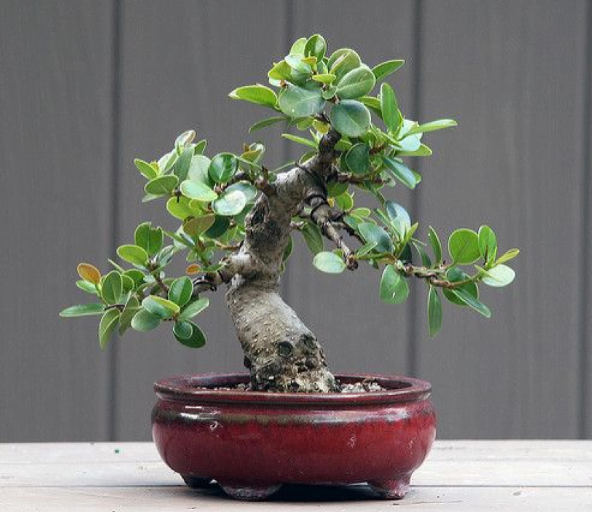 Green Island Ficus Bonsai