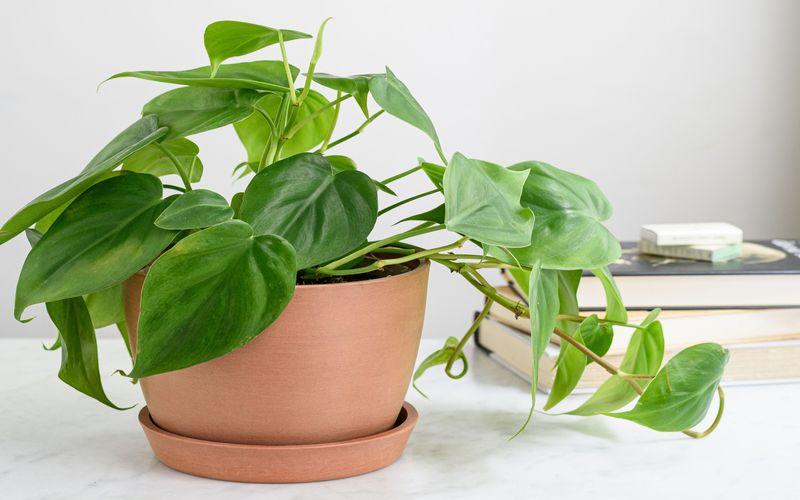Heart-leaf philodendron 