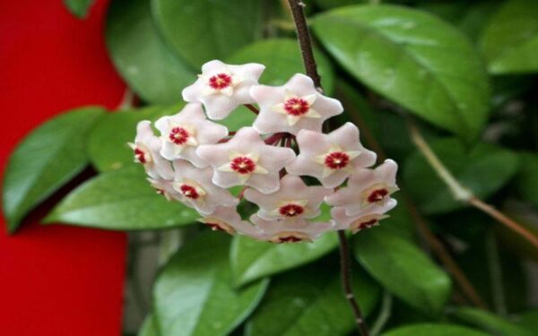 30+ Best Indoor Flowering Plants