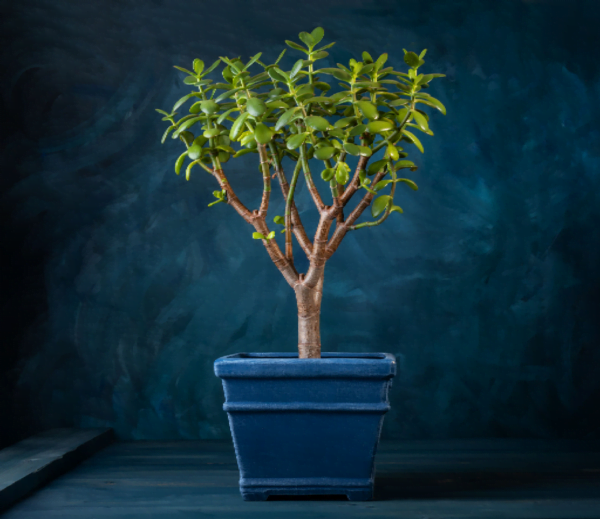 Jade Bonsai Plant