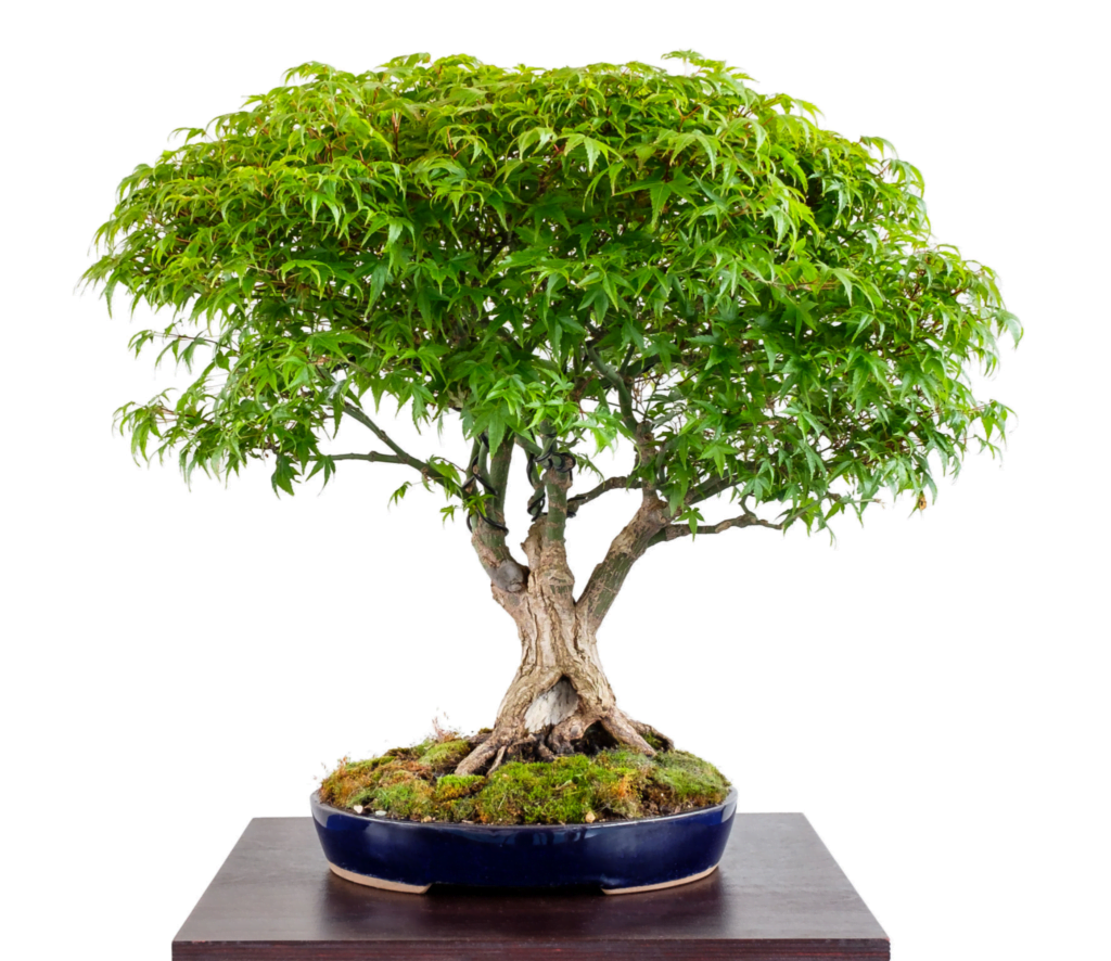 Japanese Maple Bonsai