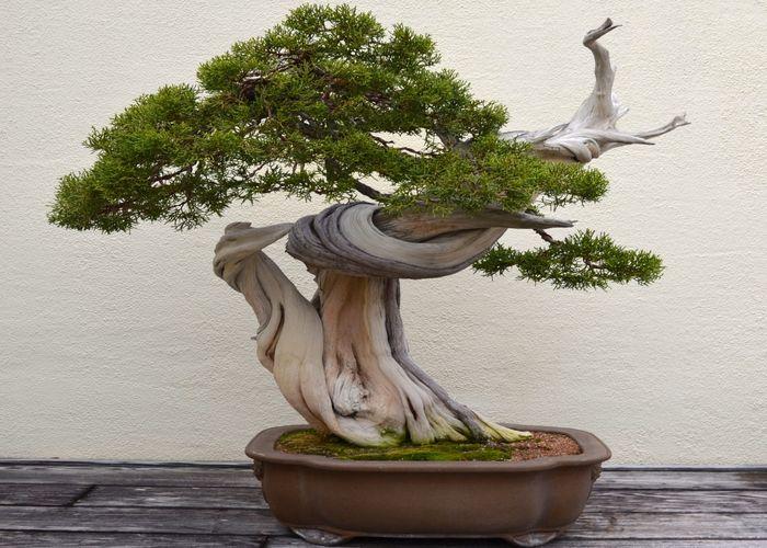 How to Create Deadwood on a Bonsai Tree