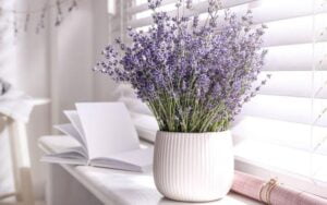 20+ Best Indoor Plants for Bedroom that Help you to Give the Best Sleep ...