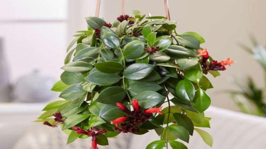 30+ Best Indoor Hanging Plants