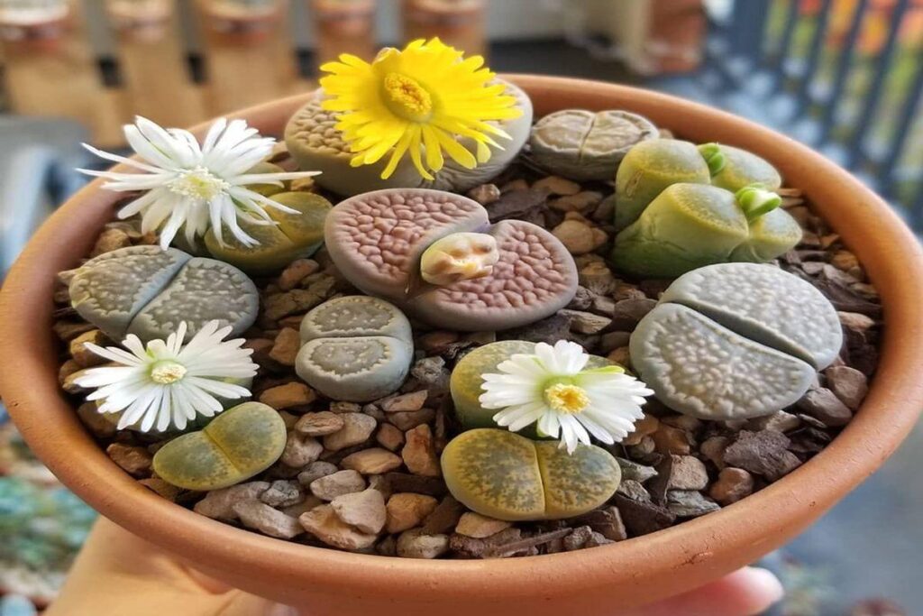 Lithops