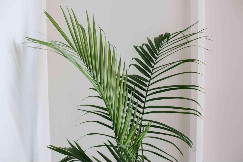 30+ Best Large Indoor Plants