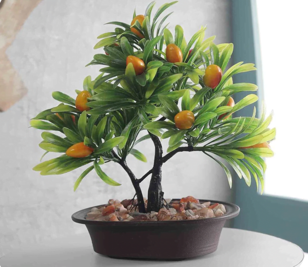 Mango bonsai