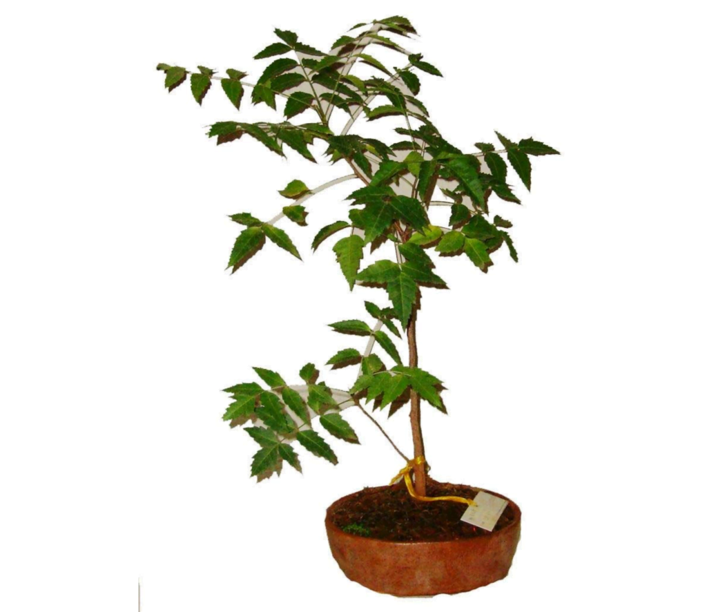 Neem Bonsai