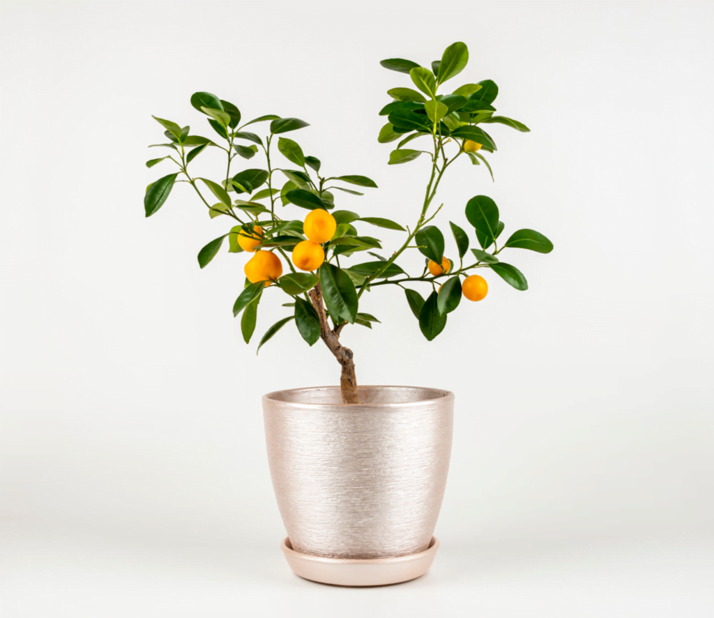 Orange Bonsai Tree