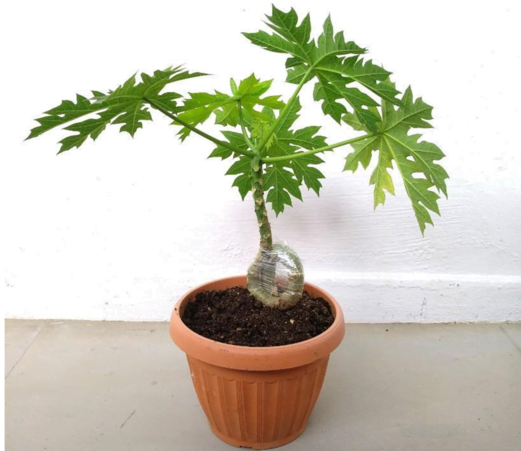 Papaya Bonsai