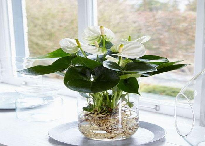 35+ Amazing Indoor Water Plants