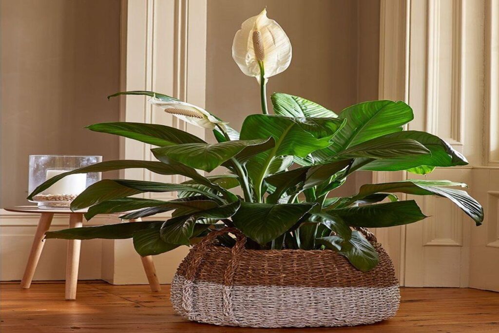 Peace lily indoor plant