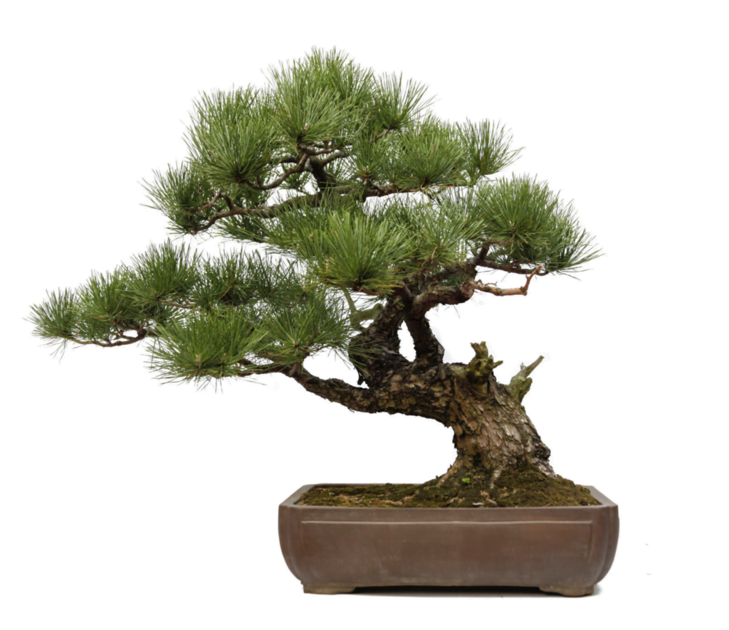 Pine Bonsai Tree