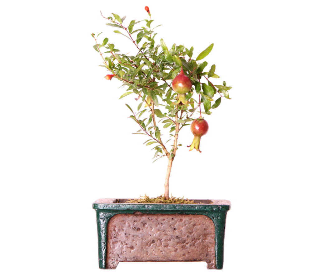 Pomegranate Bonsai