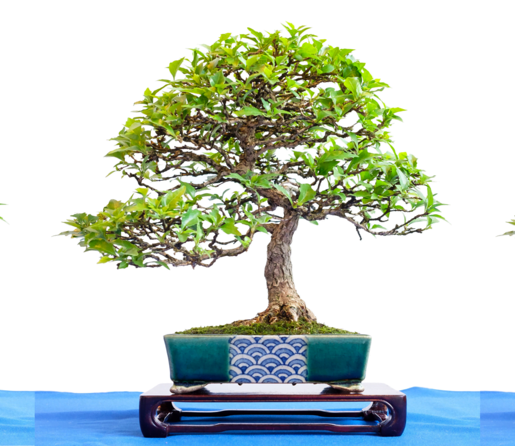 Premna Bonsai