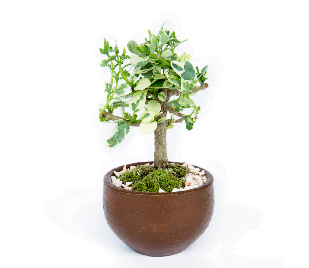 Premna Serratifolia Bonsai