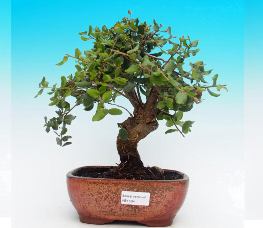 Quercus Suber Bonsai