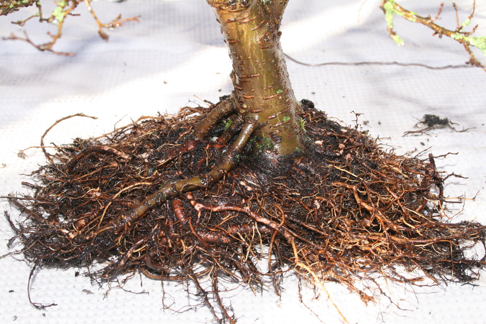 How to Revive an Overwatered Bonsai Tree