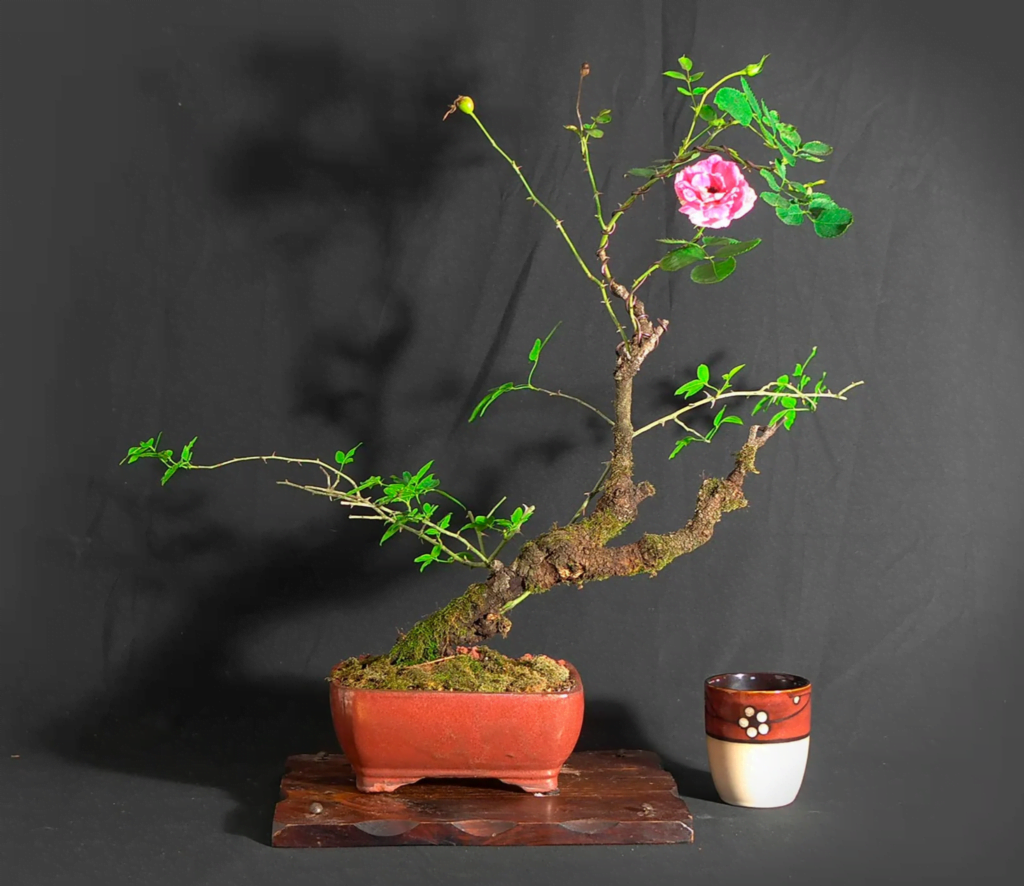 Rose Bonsai