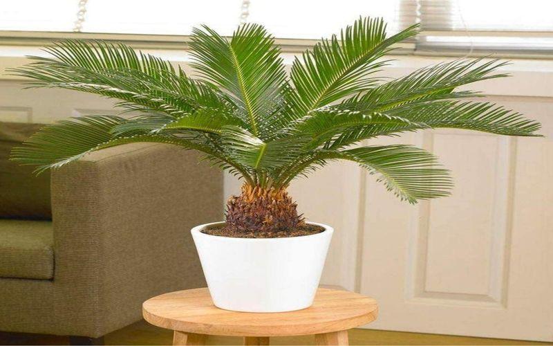 Japanese Sago Palm