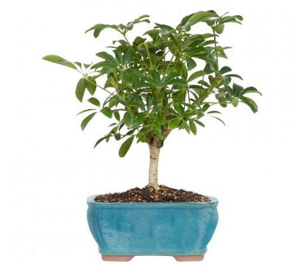 Schefflera Bonsai