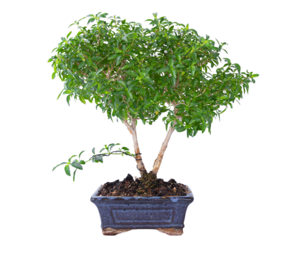 Serissa Bonsai