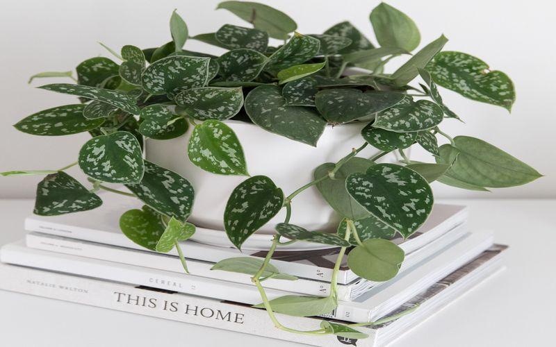 Silver pothos