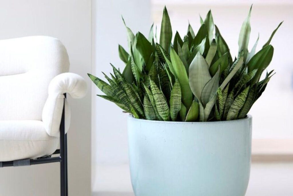 Snake Plant