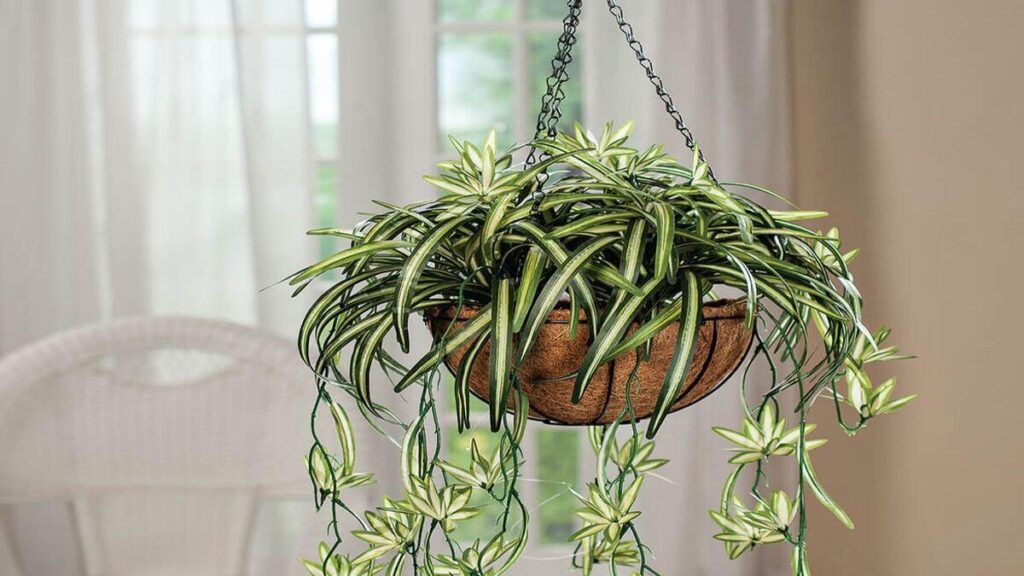 Spider plant